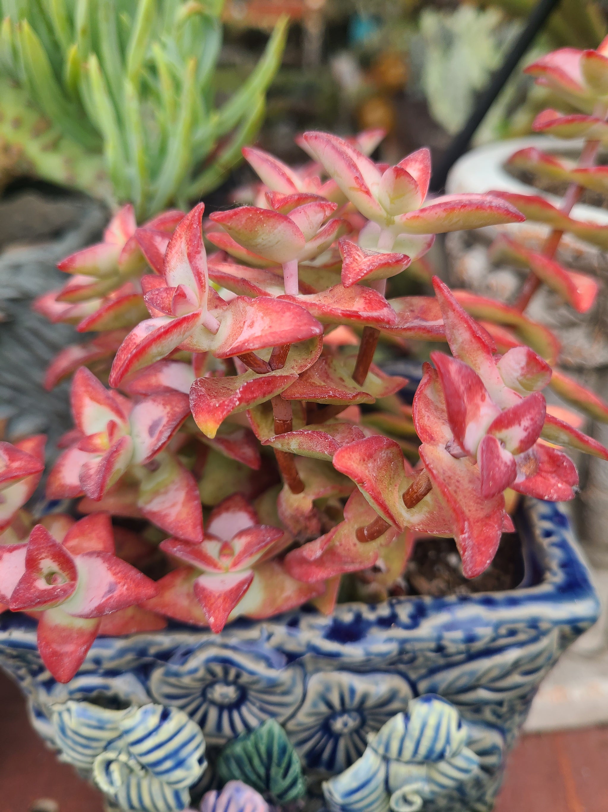 high voltage succulent Crassula Rupestris "High Voltage" – AceMegaSucculents