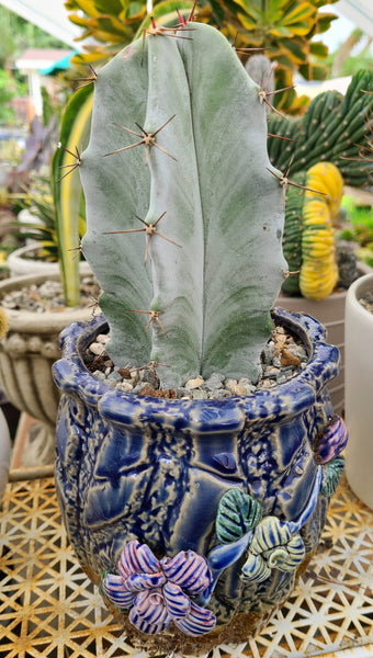 Stenocereus Pruinosus - Gray Ghost Organ Pipe Cactus
