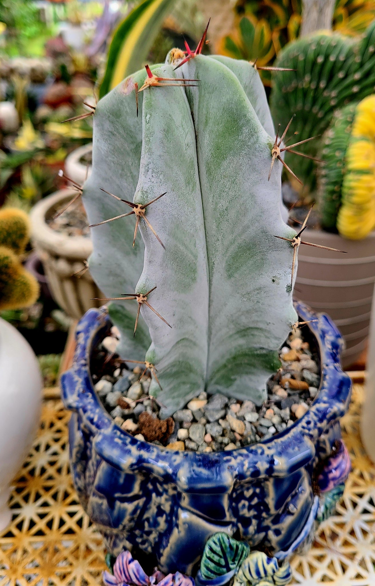 gray succulents Stenocereus Pruinosus