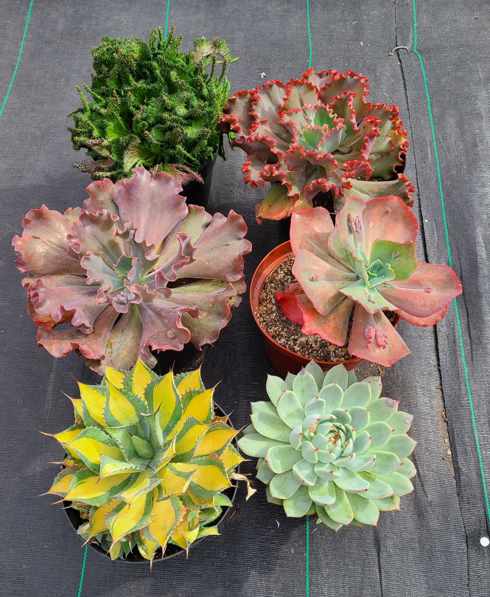 succulent runner Agave "Rum Runner" – AceMegaSucculents
