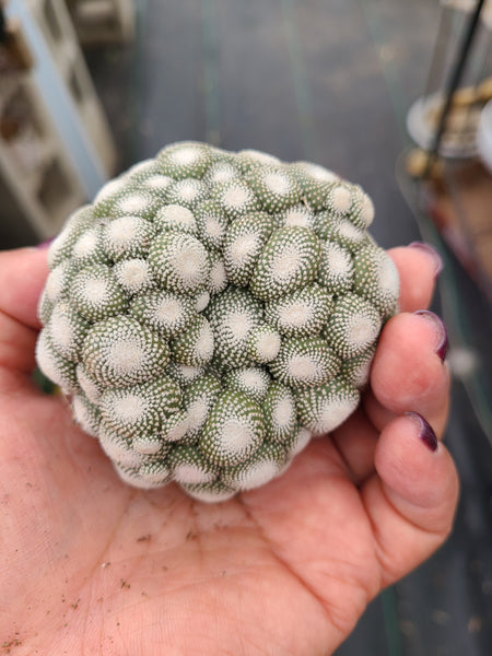 Cactaceae Blossfeldia liliputana cactus