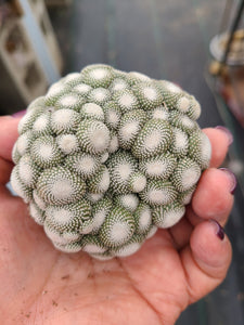 Cactaceae Blossfeldia liliputana cactus
