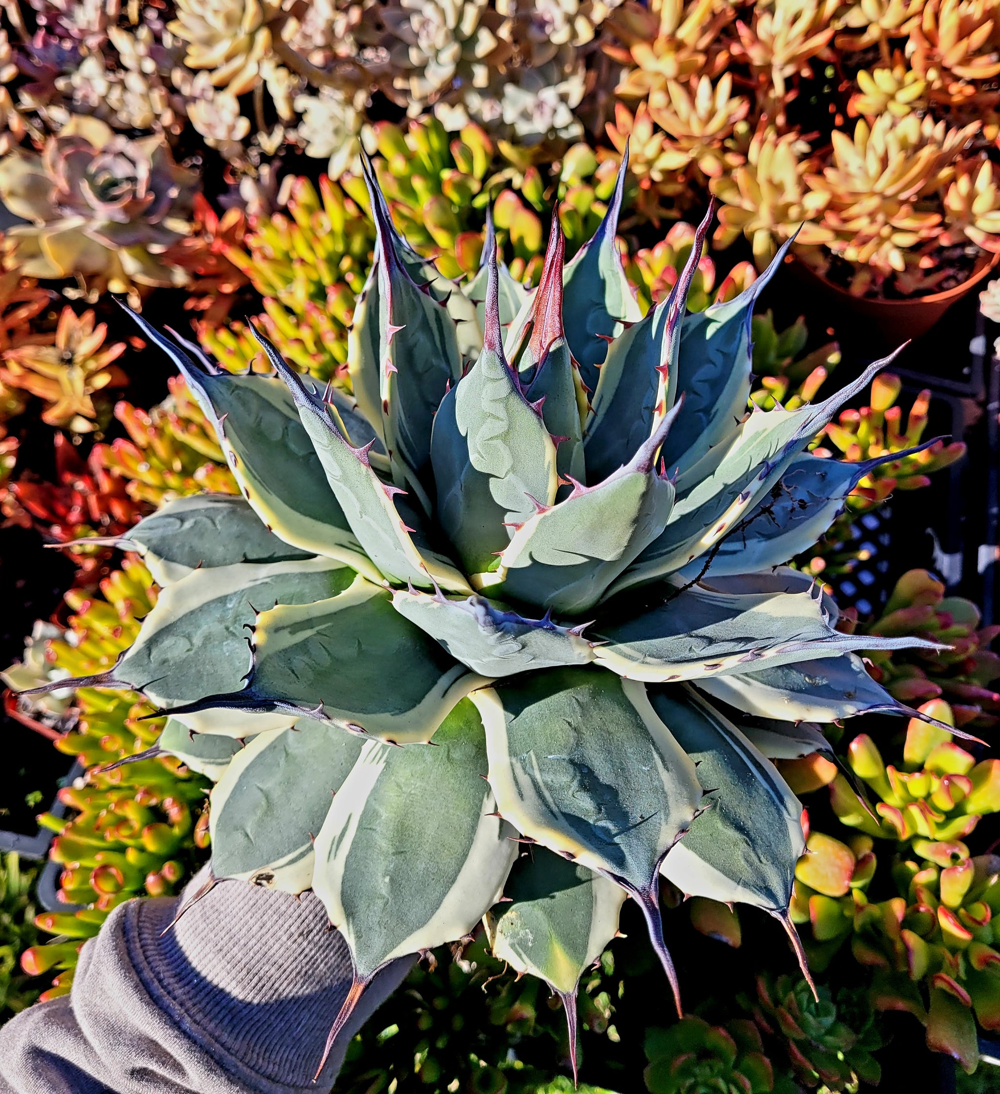 Agave 