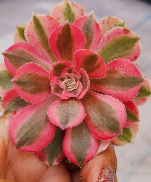 Aeoniums pink witch
