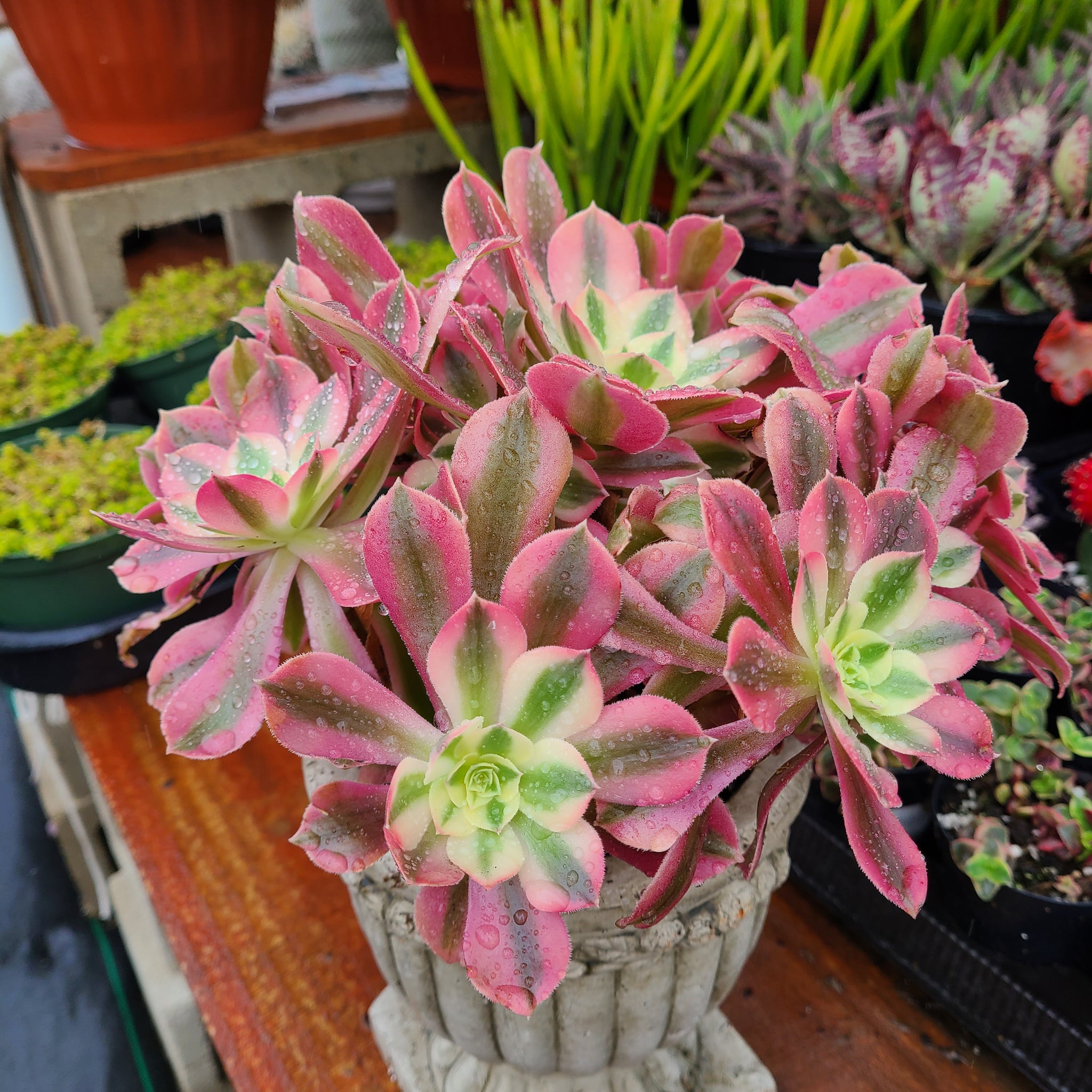 pink witch succulent nearby Aeoniums pink witch – AceMegaSucculents