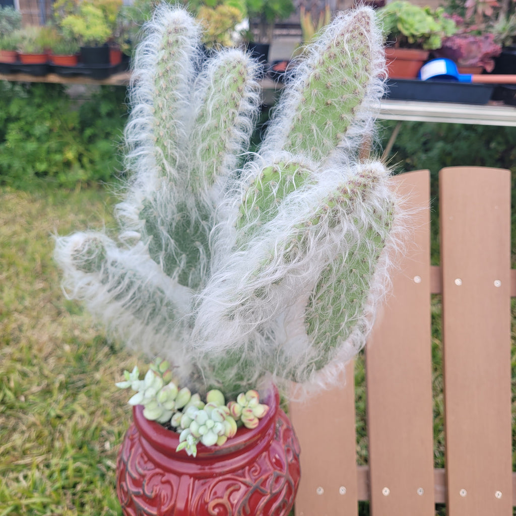 prickly pear cactus snow Prickly pear snow – AceMegaSucculents