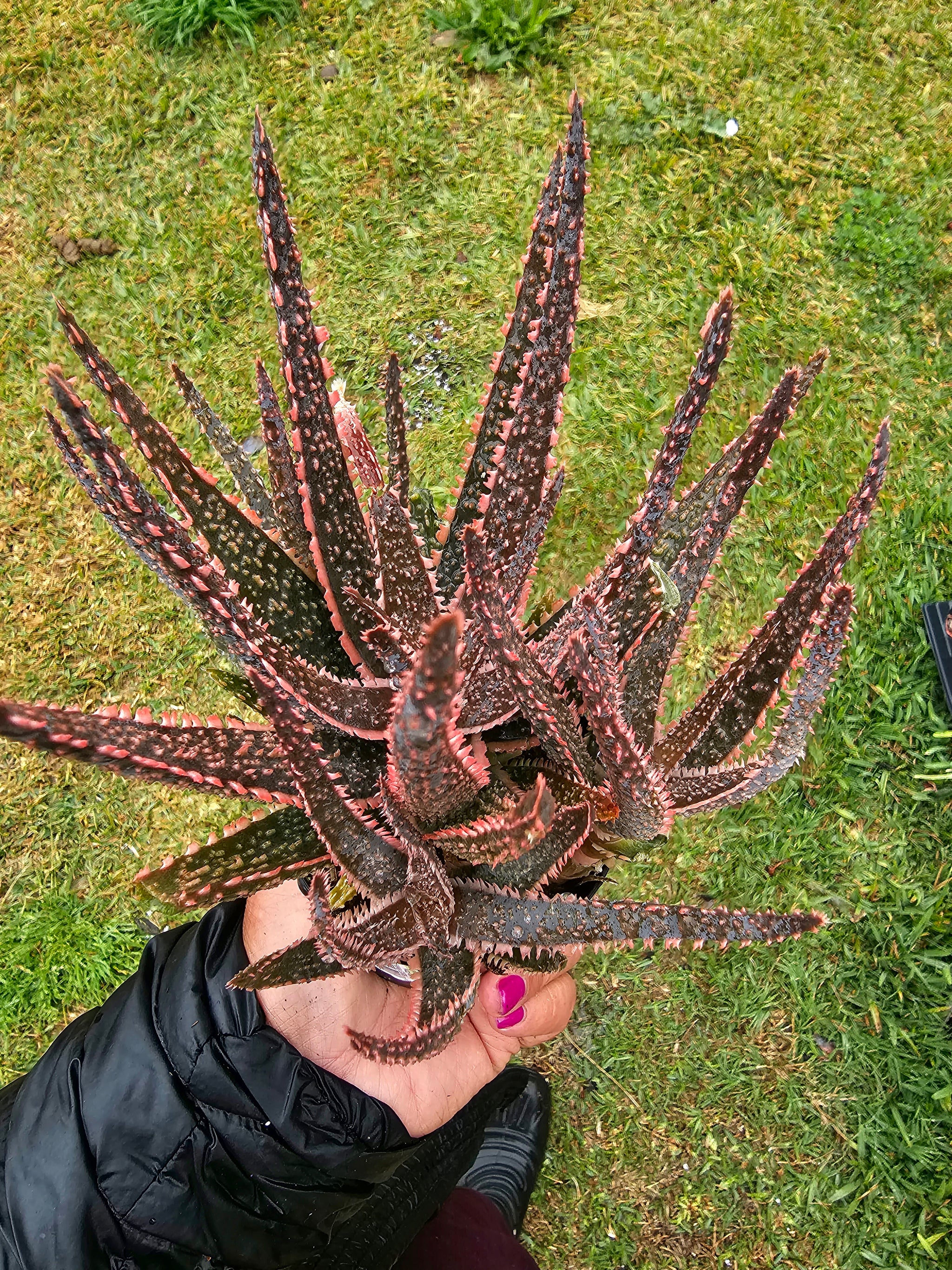 Aloe 