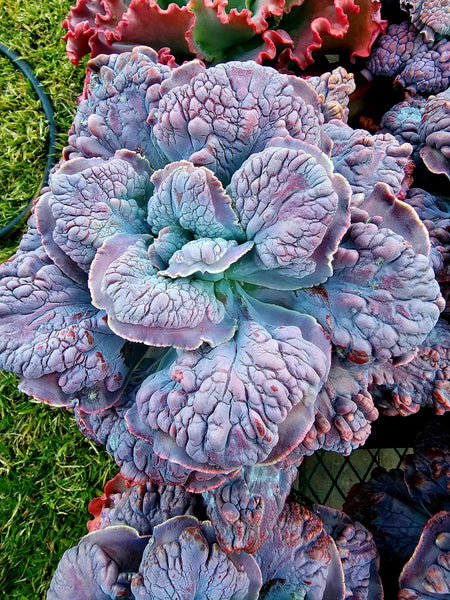 Echeveria "LiLac Frost"
