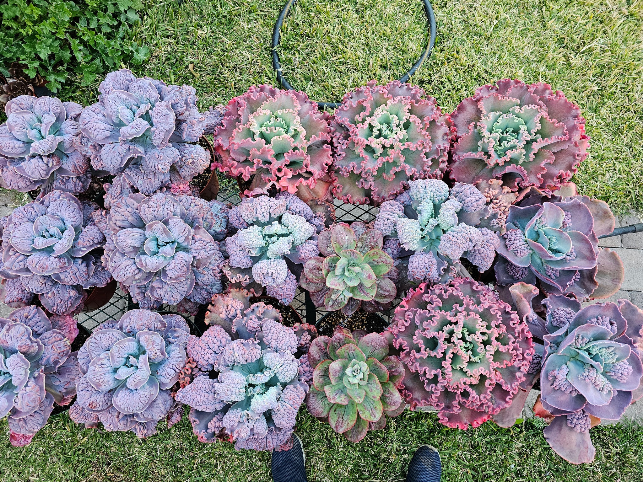 mauna loa succulent Echeveria Mauna Loa – AceMegaSucculents