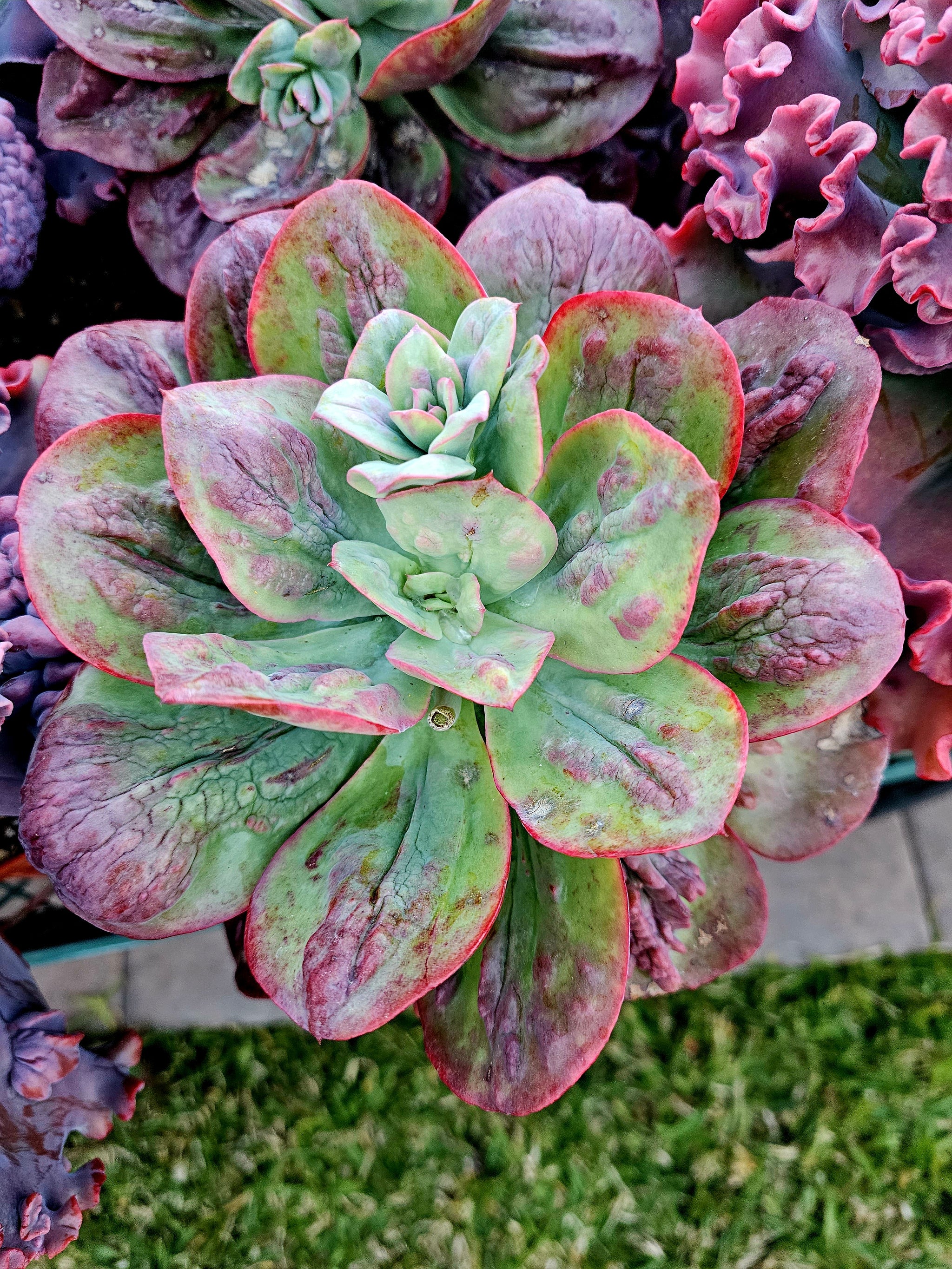 baron bold succulent Echeveria Baron bold 8" – AceMegaSucculents