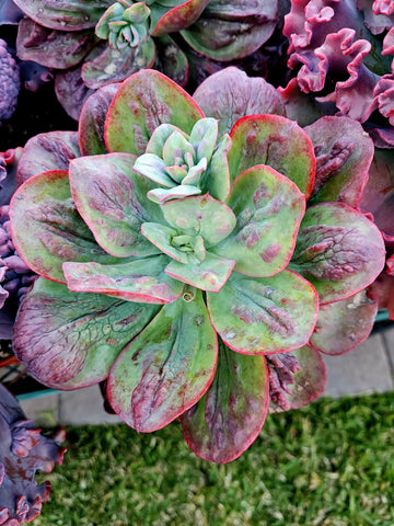 Echeveria Baron bold 8"