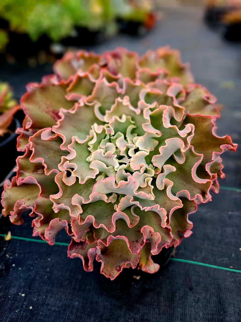 lady succulent Echeveria "First Lady" – AceMegaSucculents