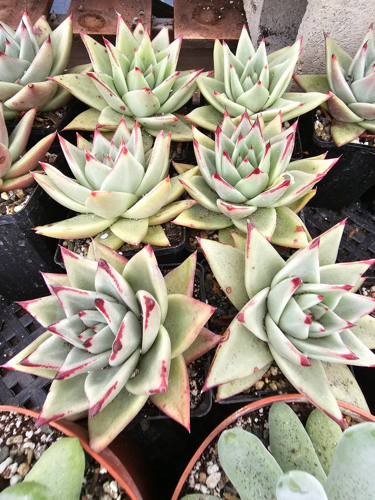 ebony succulents Agavoide Ebony – AceMegaSucculents