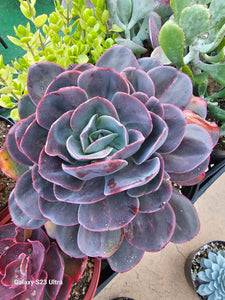gigantea succulent Echeveria Gigantea – AceMegaSucculents
