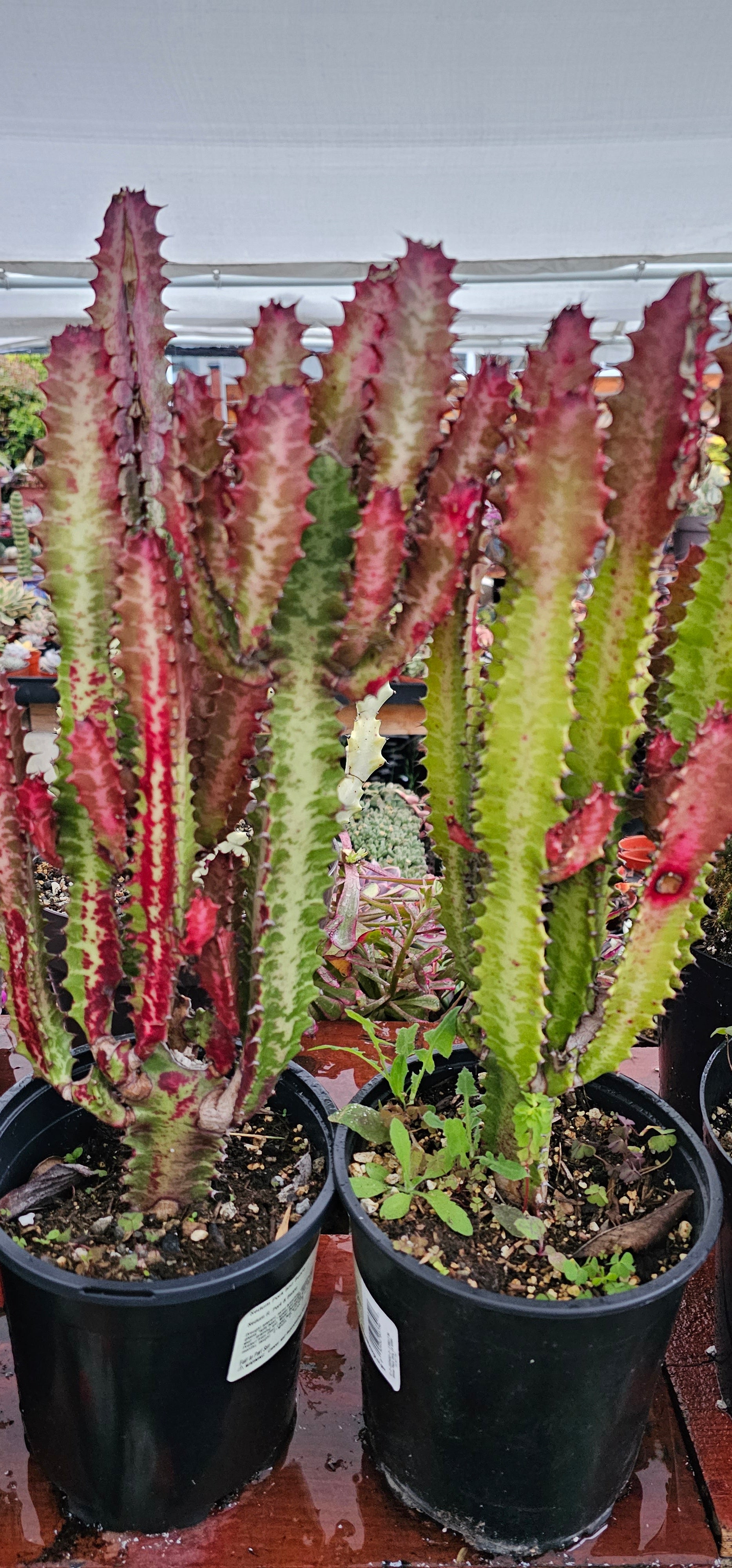 Euphorbia Trigona 