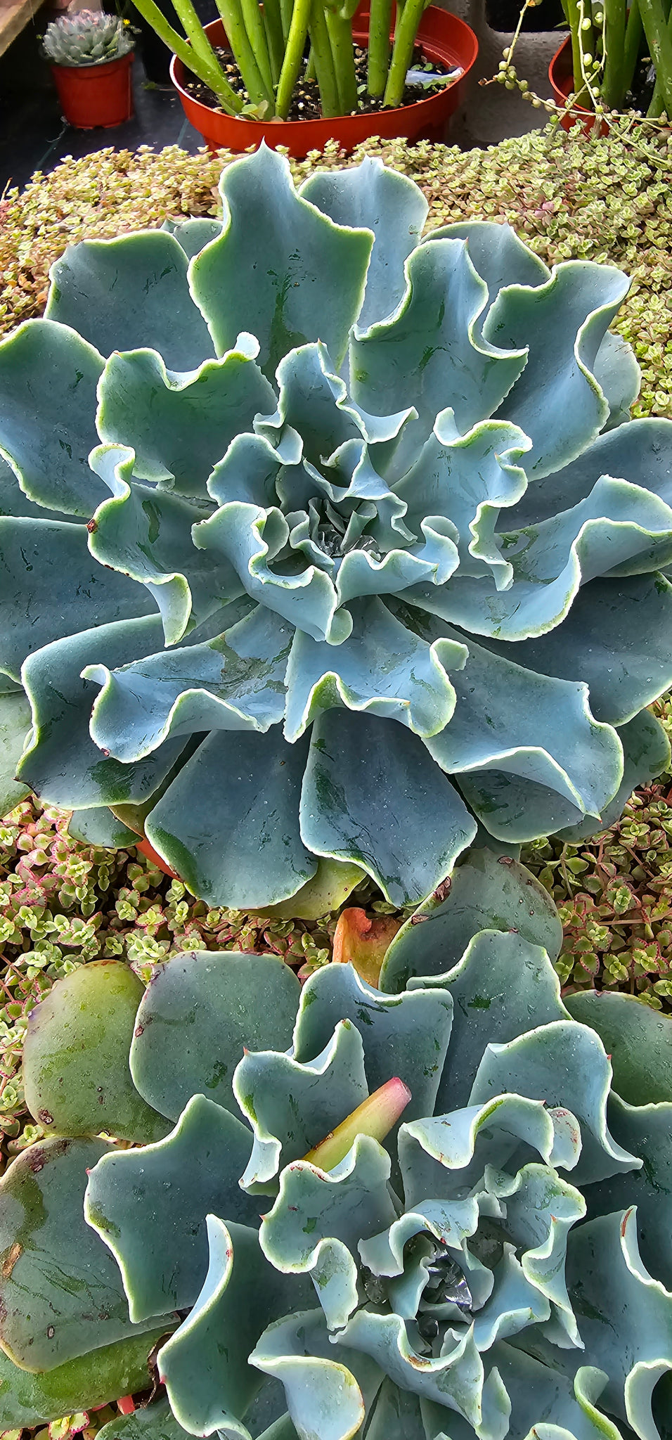 blue frills succulent Echeveria Shaviana – AceMegaSucculents