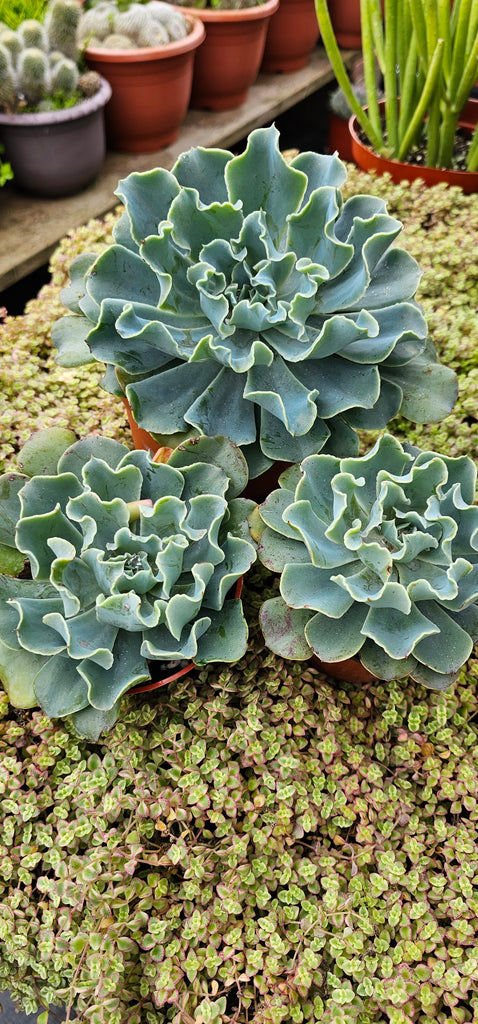 shaviana succulent Echeveria Shaviana – AceMegaSucculents