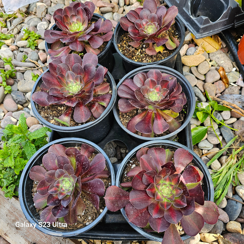kilimanjaro succulent Aeoniums Kilimanjaro – AceMegaSucculents