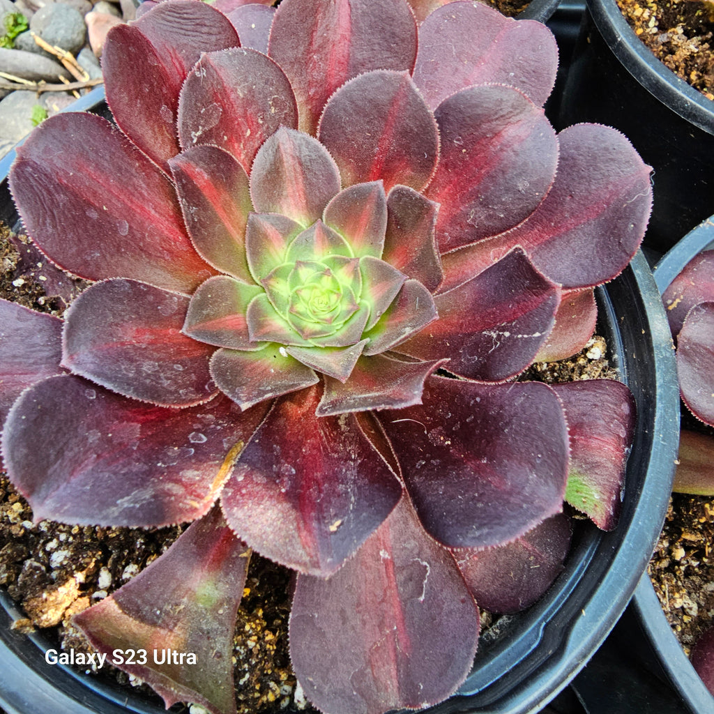 kilimanjaro succulent Aeoniums Kilimanjaro – AceMegaSucculents
