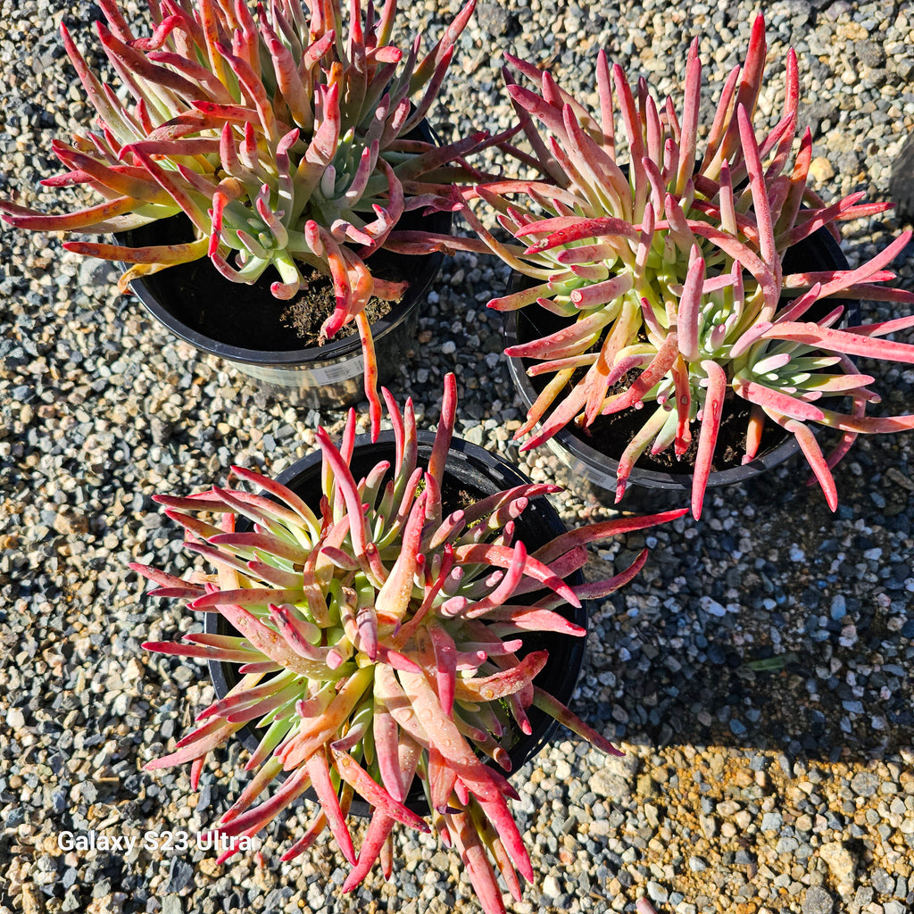 edulis succulent Dudleya Edulis – AceMegaSucculents