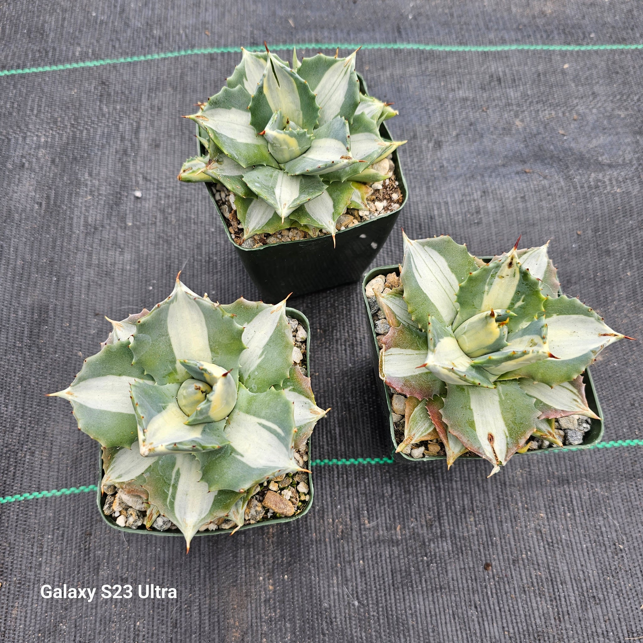 Agave “Isthmensis × eborispina“ Agave isthmensis hoji raijin – AceMegaSucculents