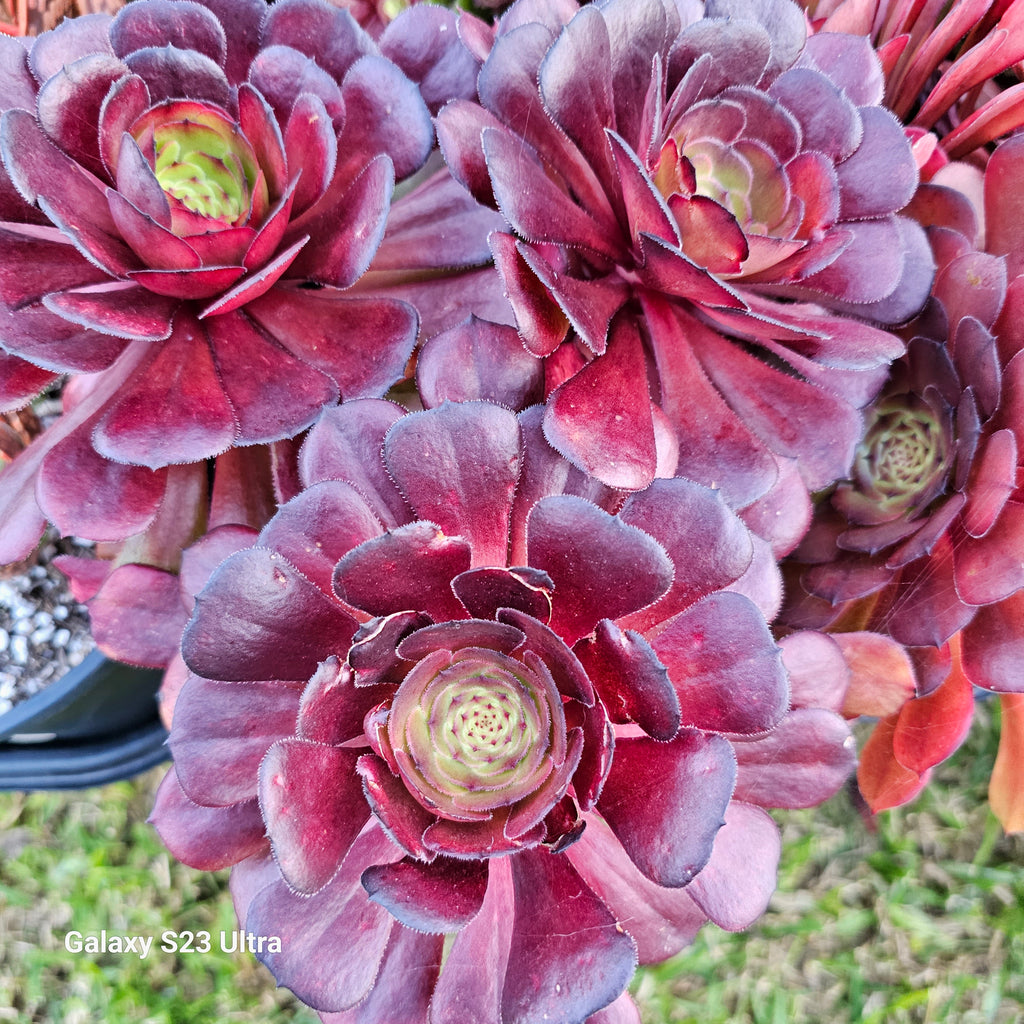 purple aeonium succulent Aeonium Purple Rose – AceMegaSucculents