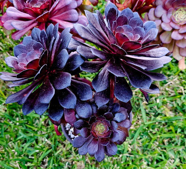 Aeonium Purple Rose
