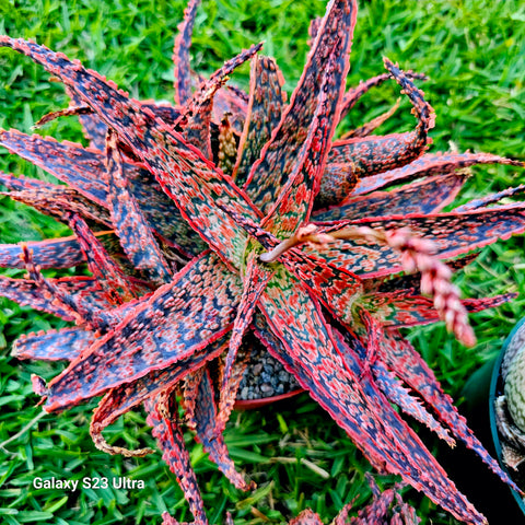 Aloe Crimson Dragon