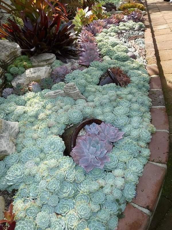 arctic ice succulent Echeveria Arctic Ice – AceMegaSucculents