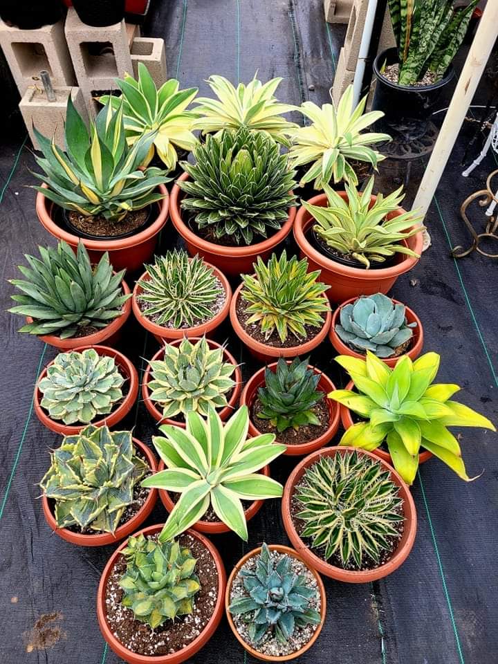 Agave 