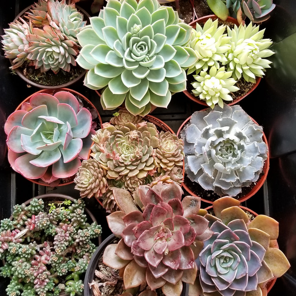 blue atoll succulent Echeveria Blue Atoll – AceMegaSucculents
