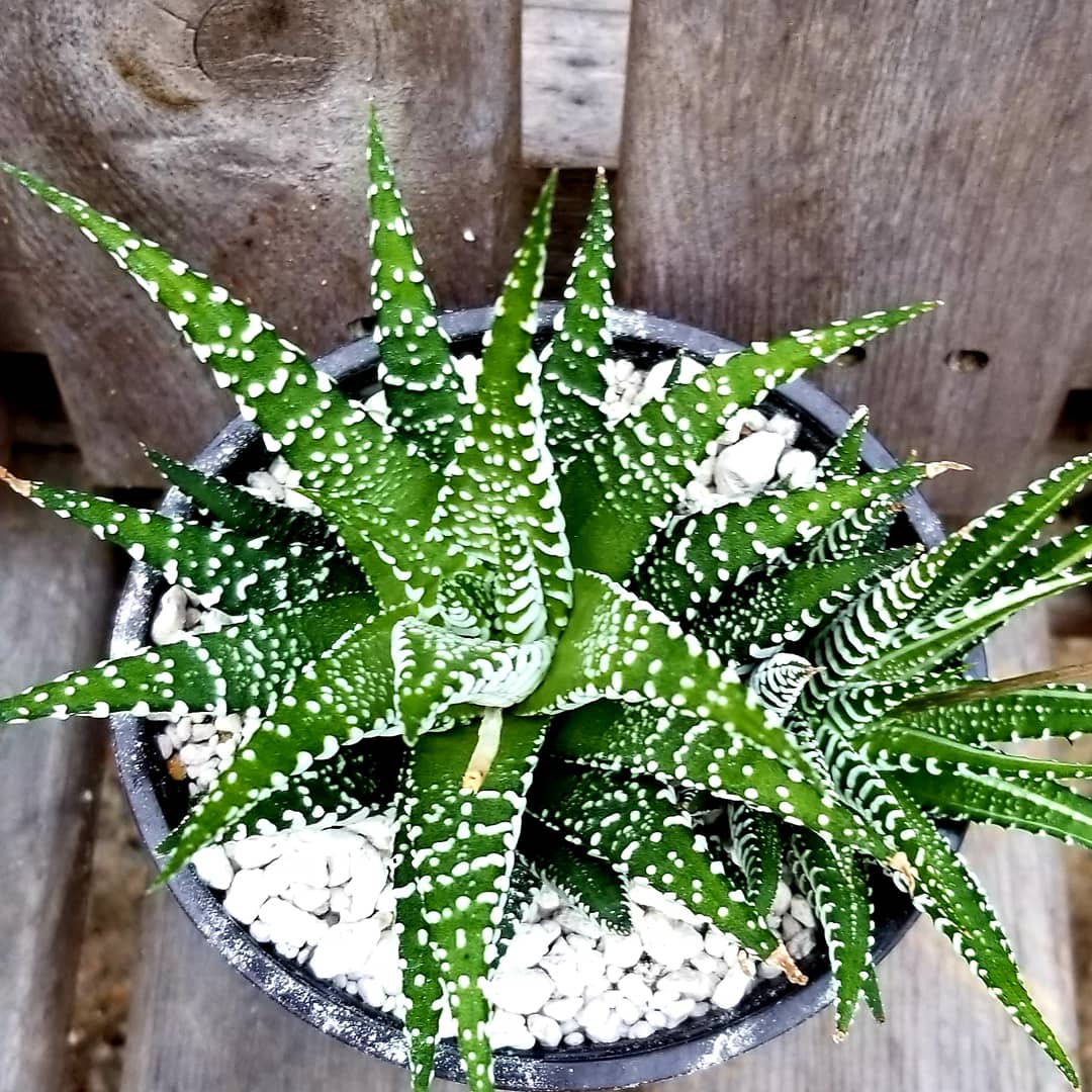 Haworthia Fasciata Zebra Plant – AceMegaSucculents