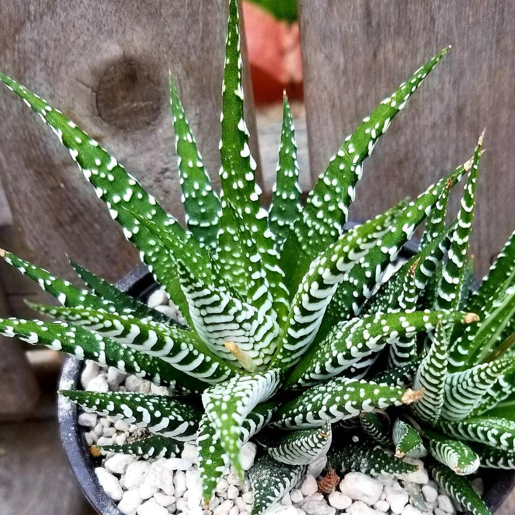 zebra plant succulent Haworthia Fasciata Zebra Plant – AceMegaSucculents