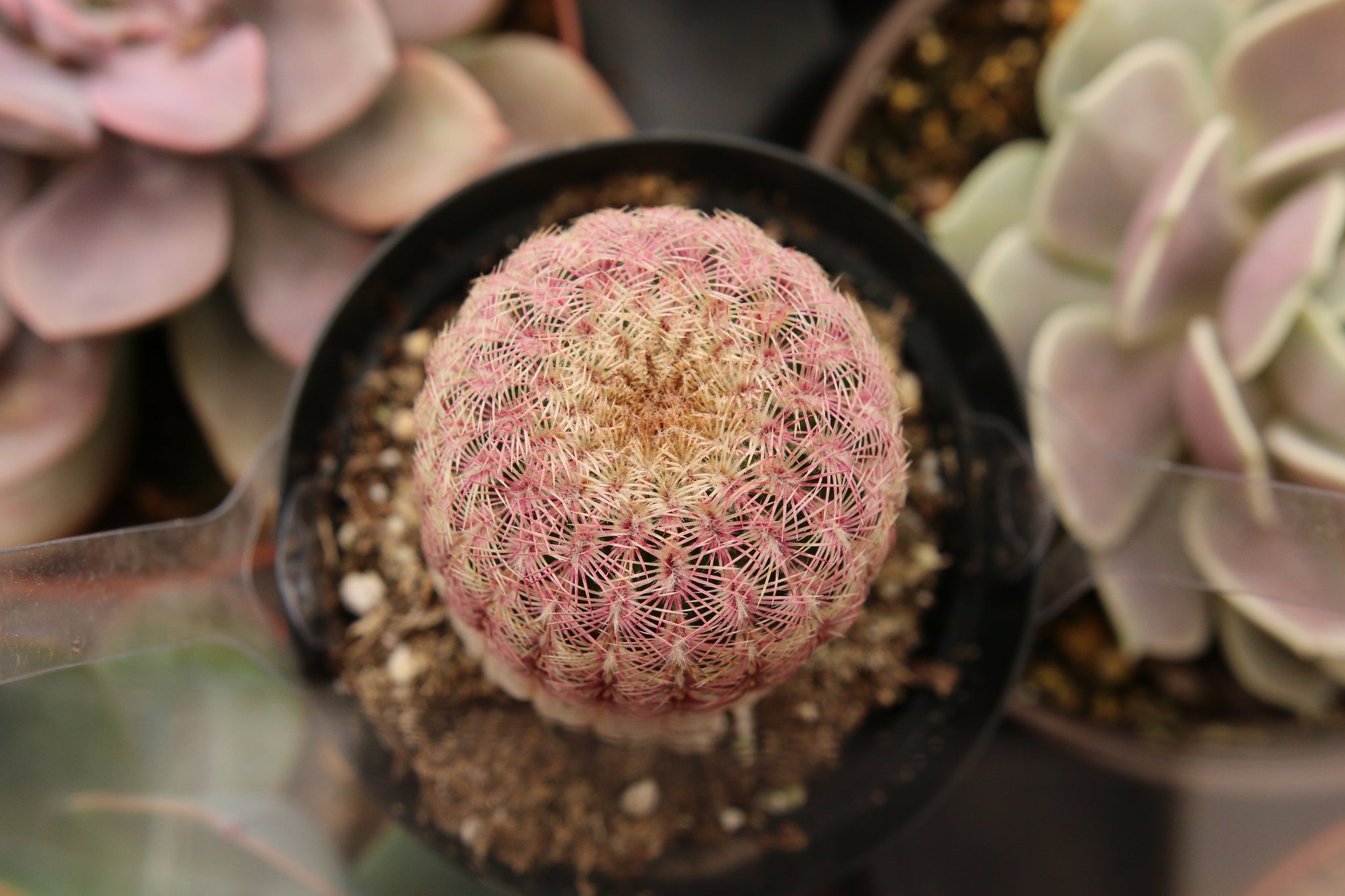 Echinocereus Rigidissimus Cactus