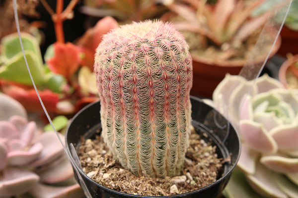 Echinocereus Rigidissimus Cactus