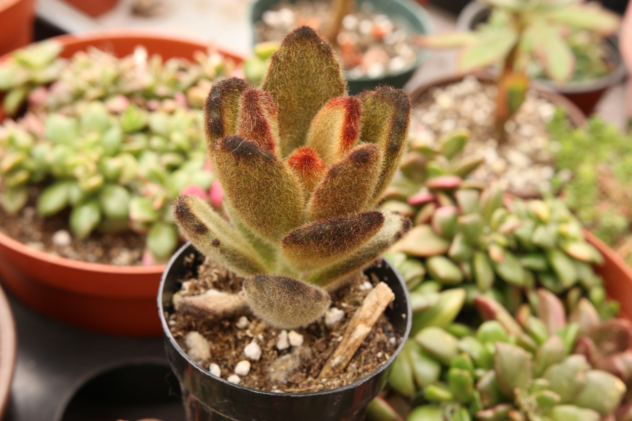 Kalanchoe Tomentosa Teddy Bear 2.5