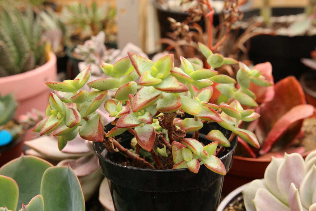 conjuncta succulent Crassula Conjuncta – AceMegaSucculents