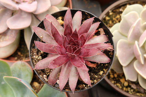 Echeveria Petra's Perle