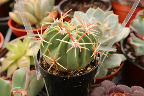 Devil Tongue Barrel Cactus