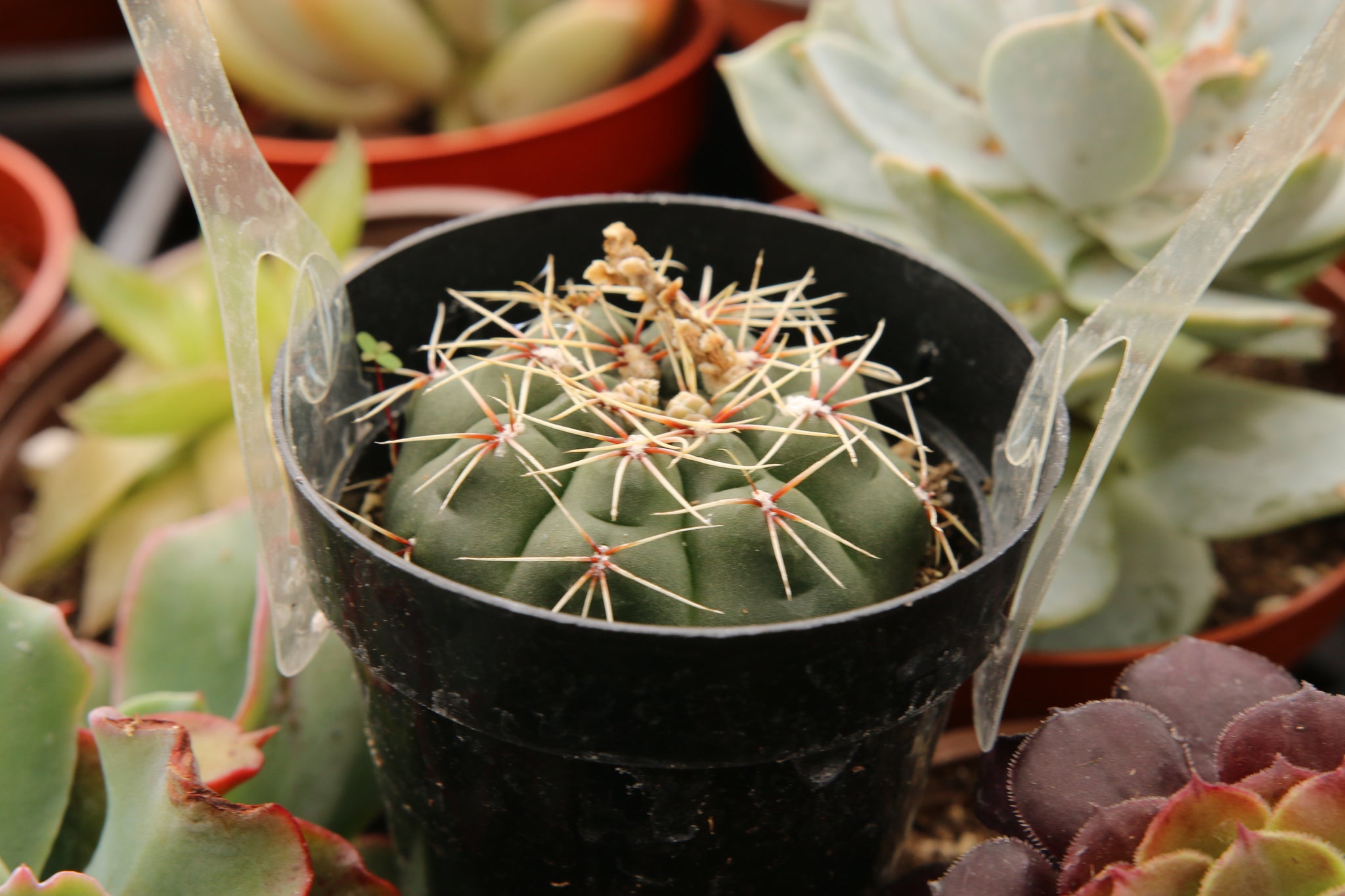 08 綴化　緋花玉　鉢付　Gymnocalycium baldianum 08 綴化 緋花玉 鉢付 Gymnocalycium baldianum