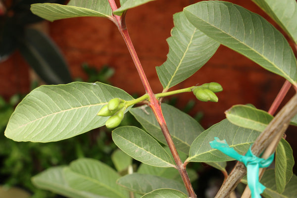 Guava Tree 5'