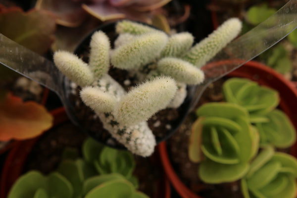 Opuntia Microdasys Albata Angel Wings 2.5"