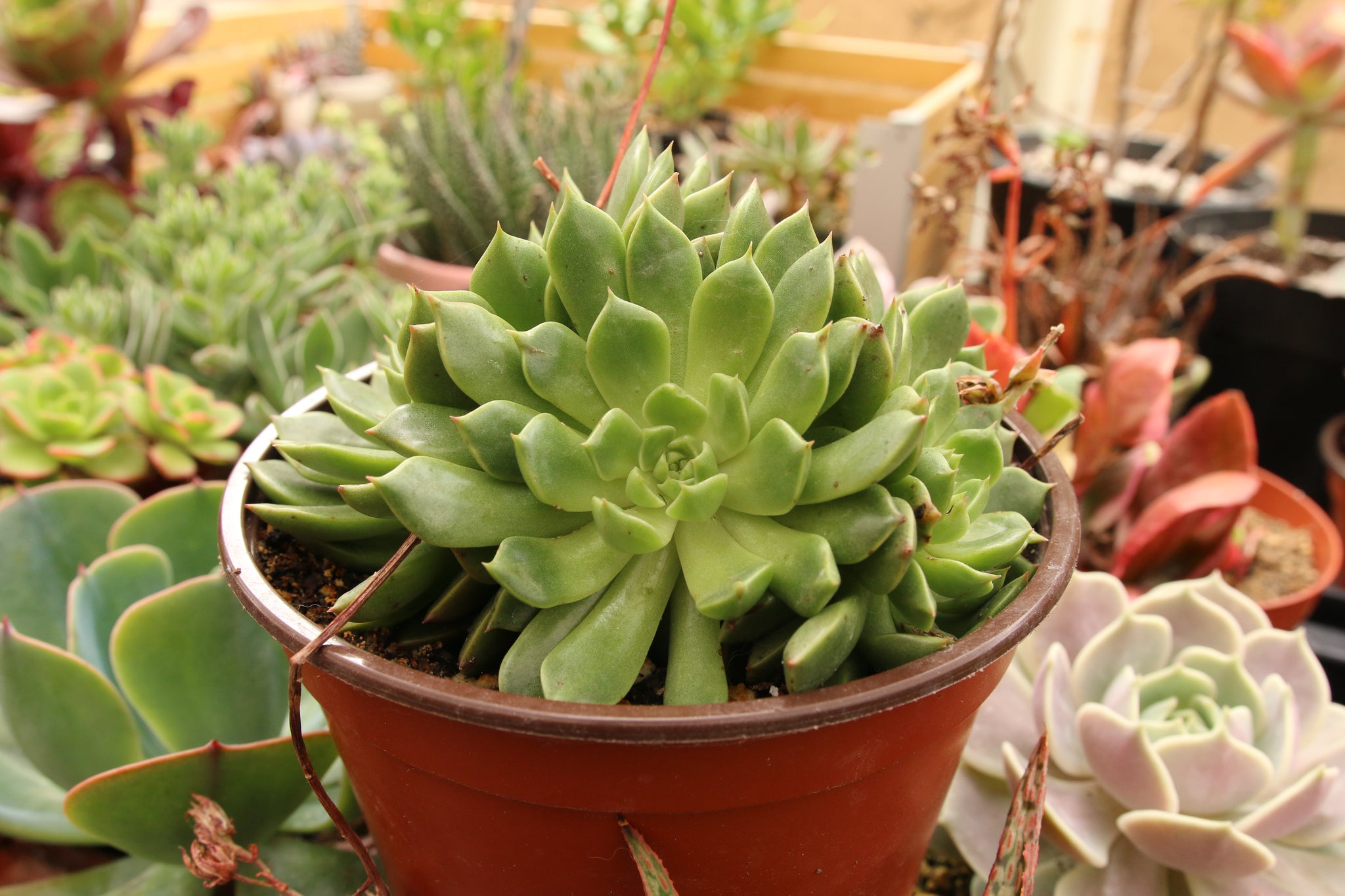 Echeveria Olivia – AceMegaSucculents