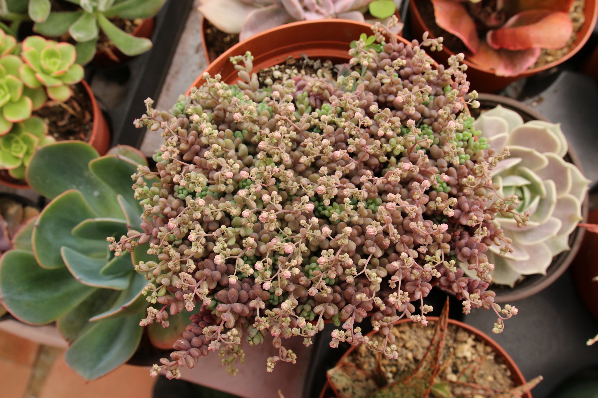 sedum minor succulent Sedum Dasyphyllum Minor 6" – AceMegaSucculents