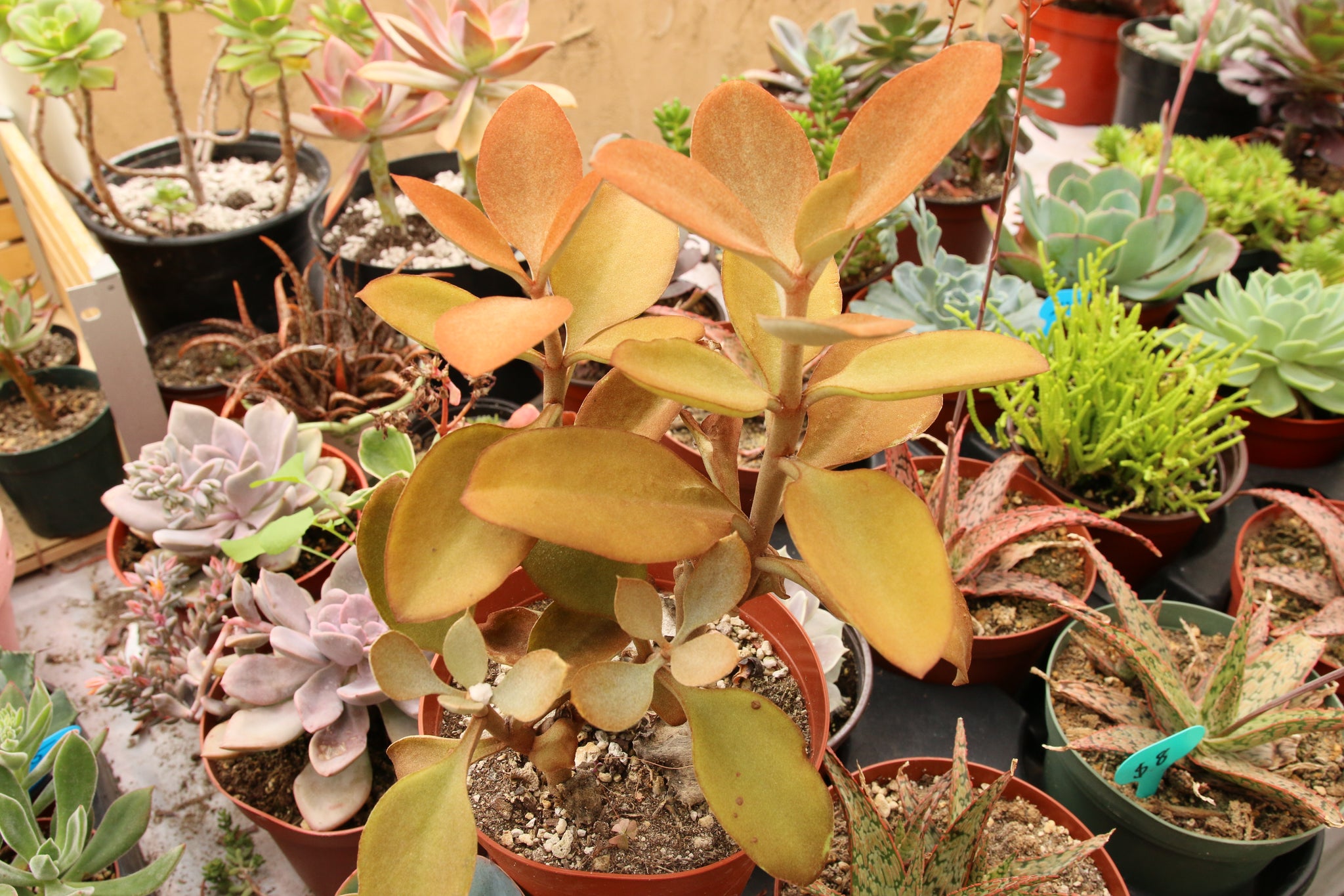 copper spoons succulent Kalanchoe Orgyalis Copper Spoon 6" – AceMegaSucculents