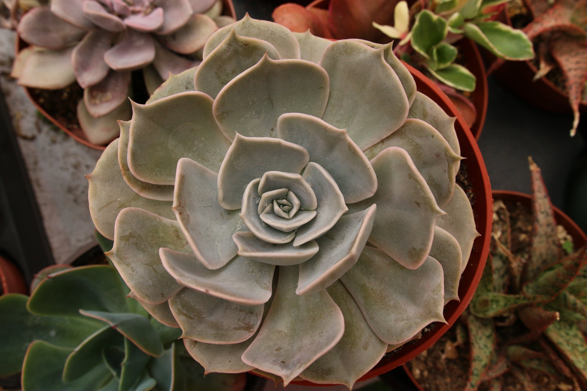 dusty rose succulent Echeveria "Dusty Rose" – AceMegaSucculents