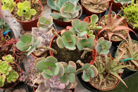 Kalanchoe Grandiflora 6"