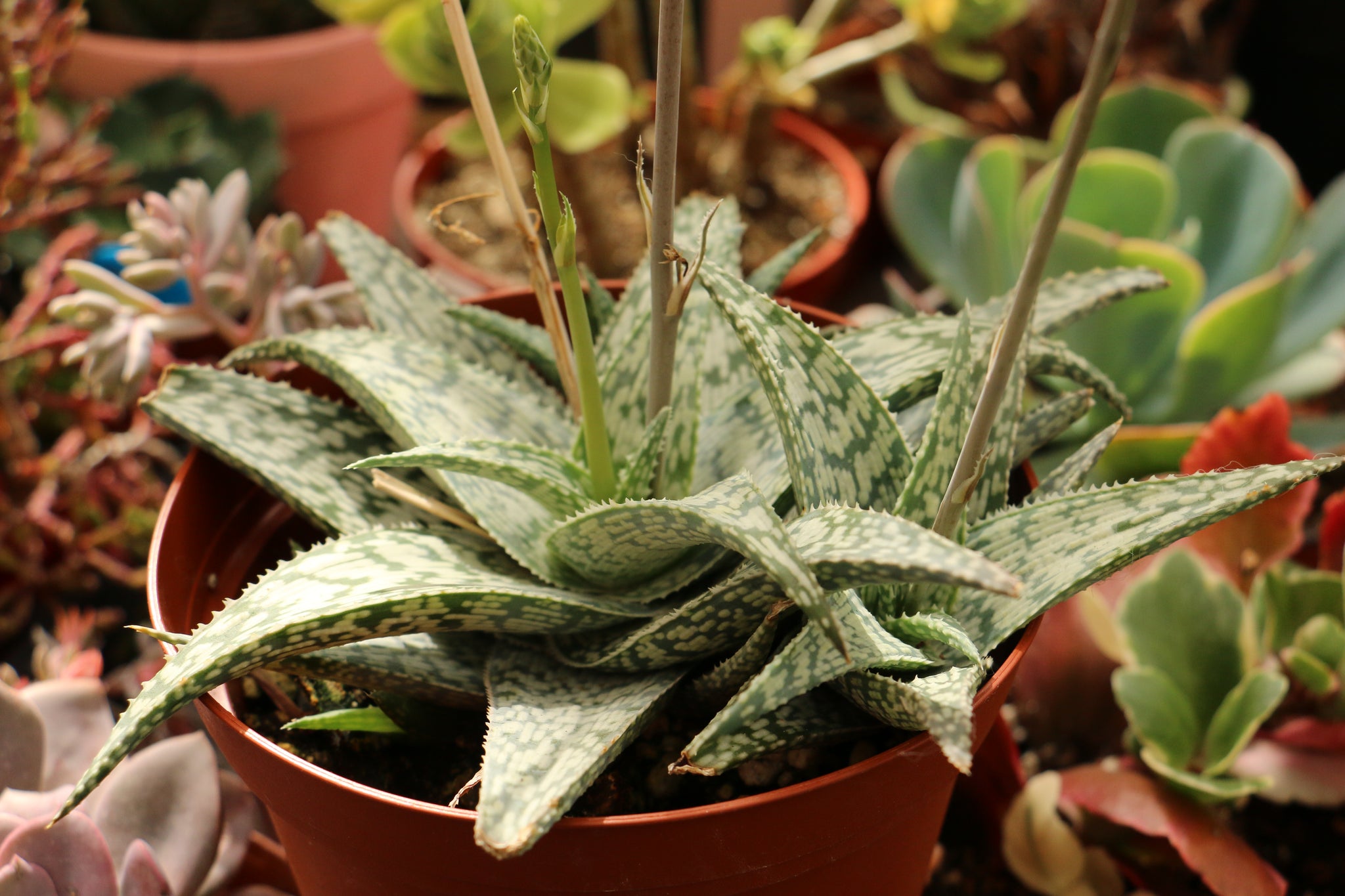 Aloe 