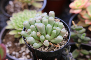 Lithops Baby Toes Mimicry