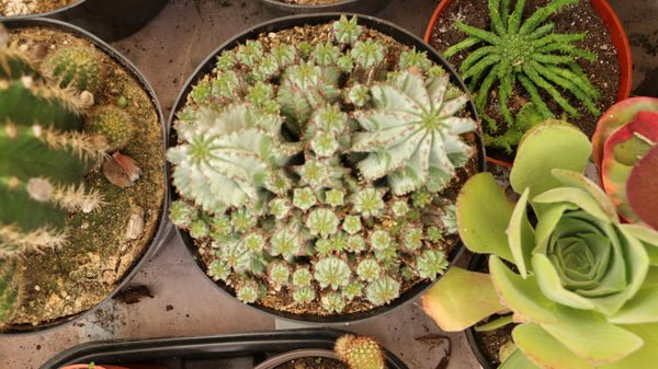 Euphorbia Polygona Snowflakes
